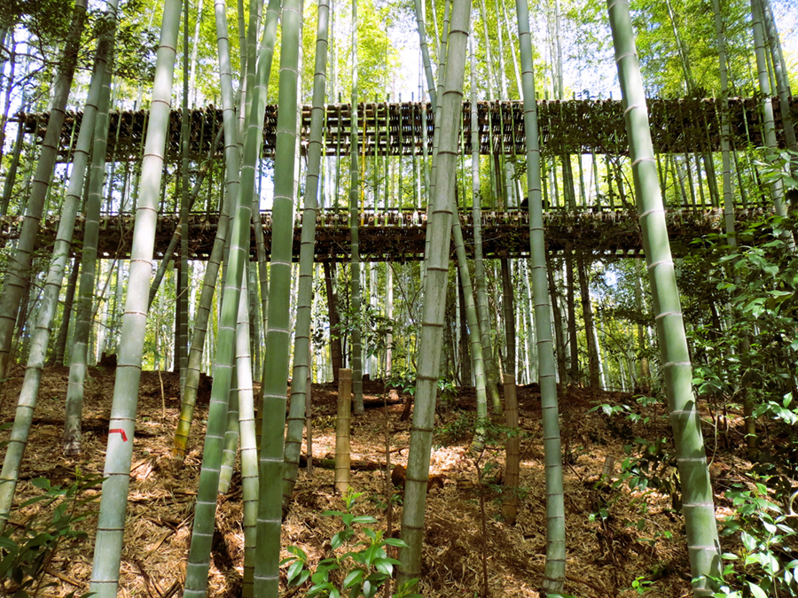 Bamboo LineScape | 竹線景